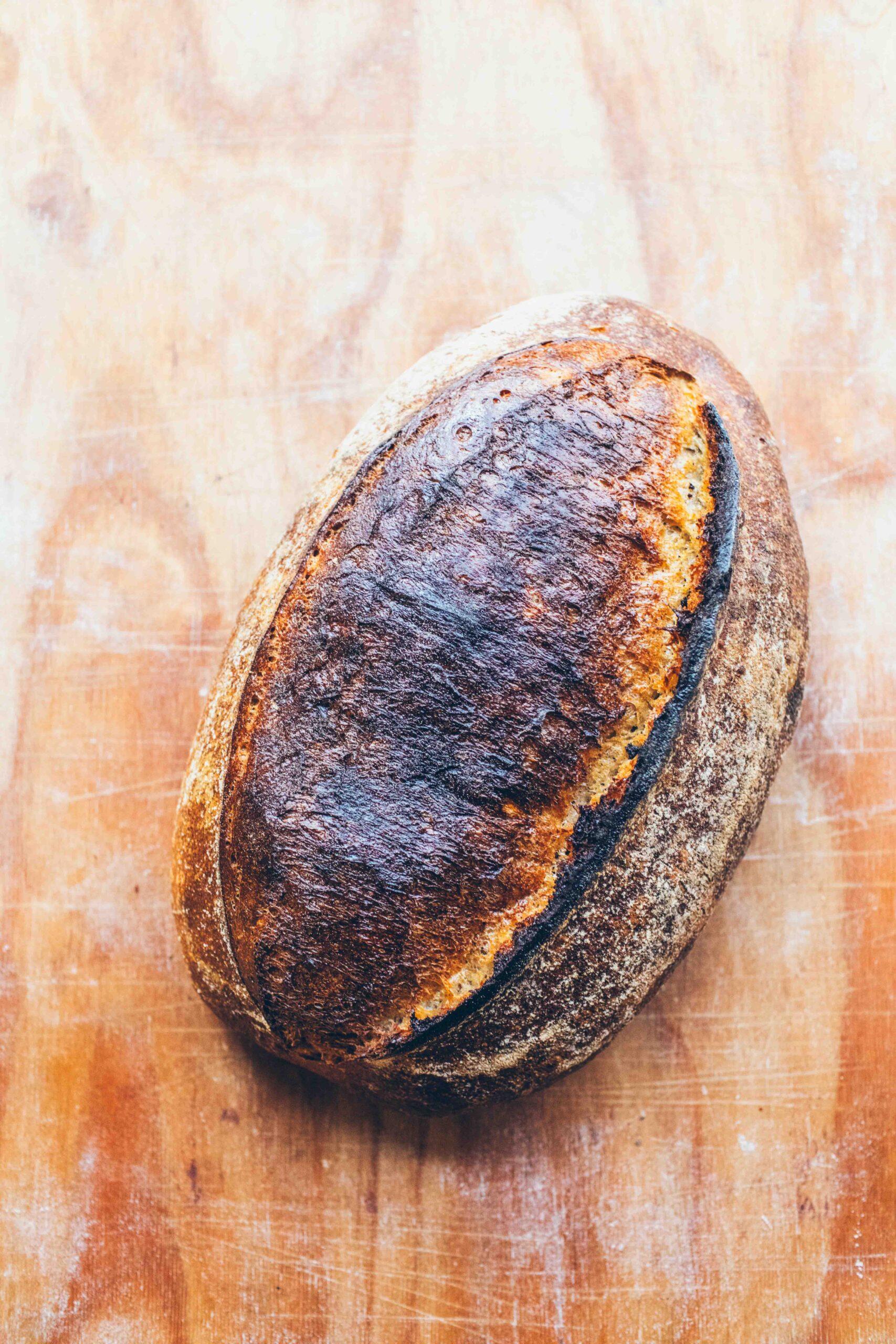 Żywiciel